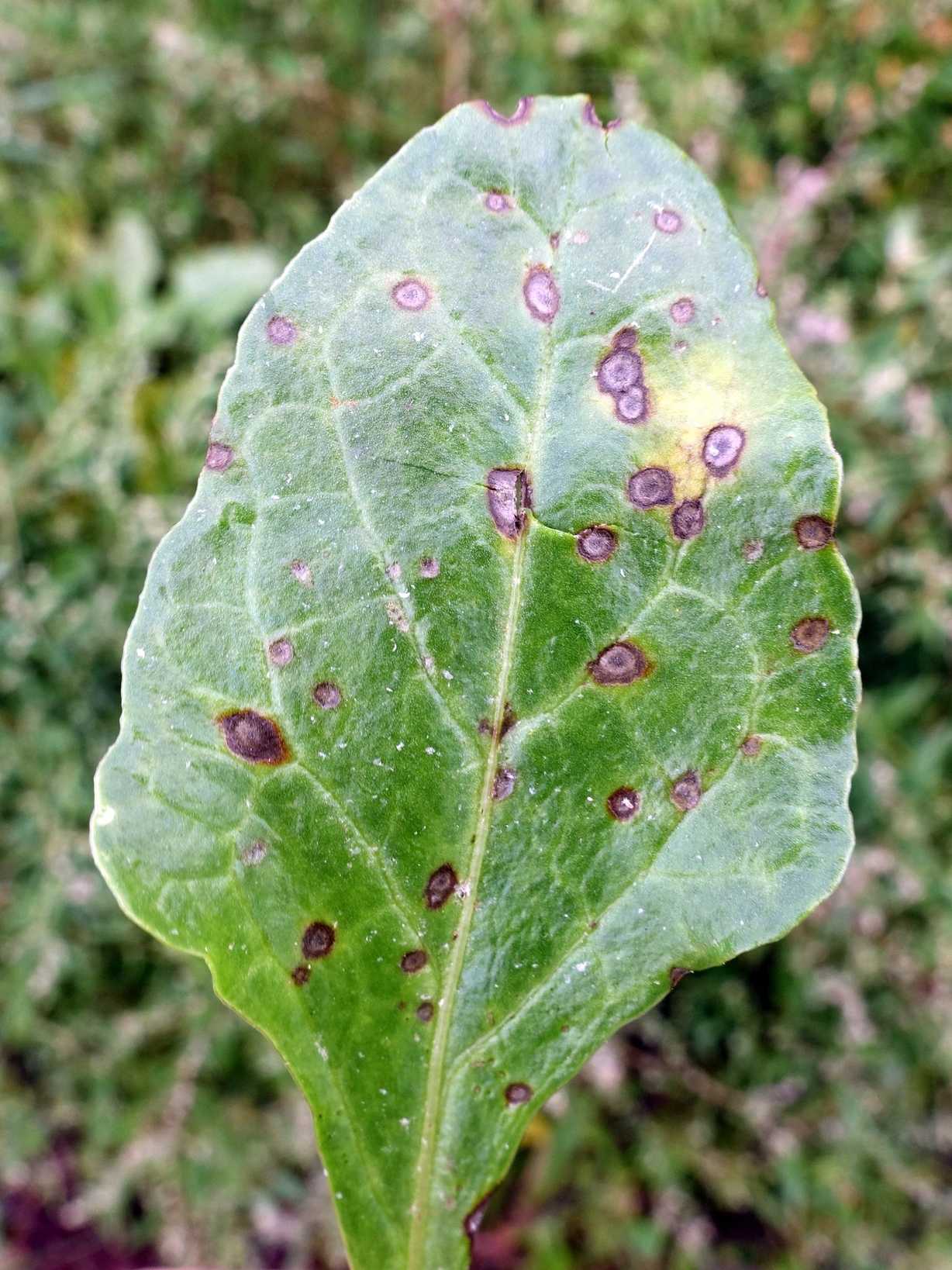 Ramularia beticola
