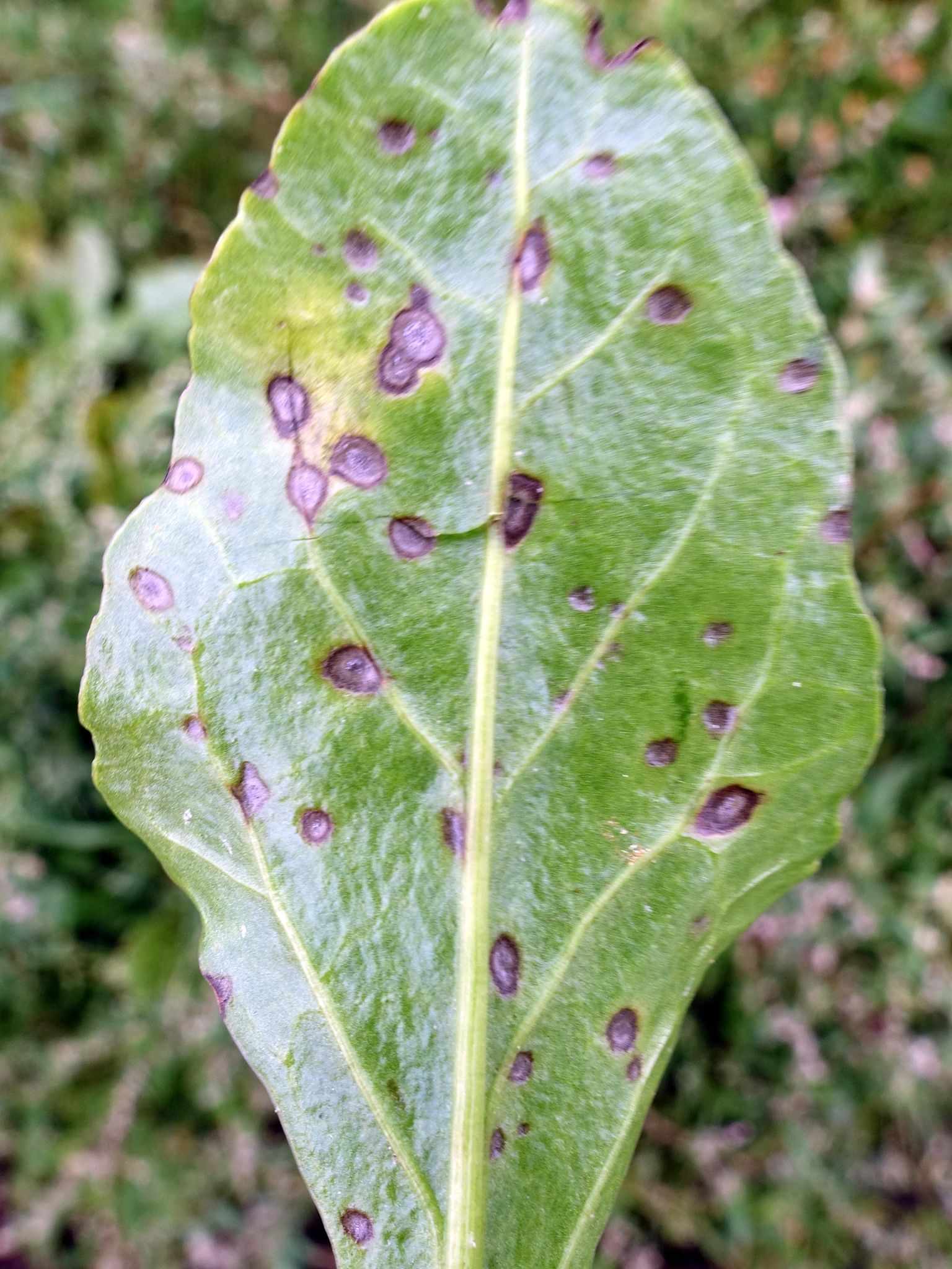 Ramularia beticola