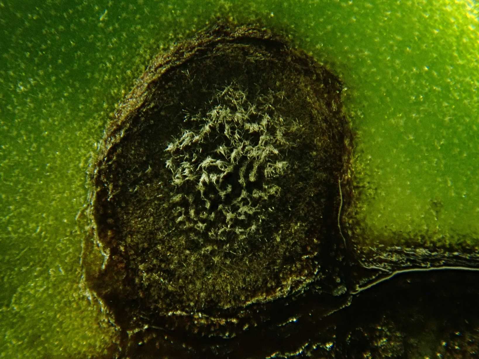 Ramularia beticola