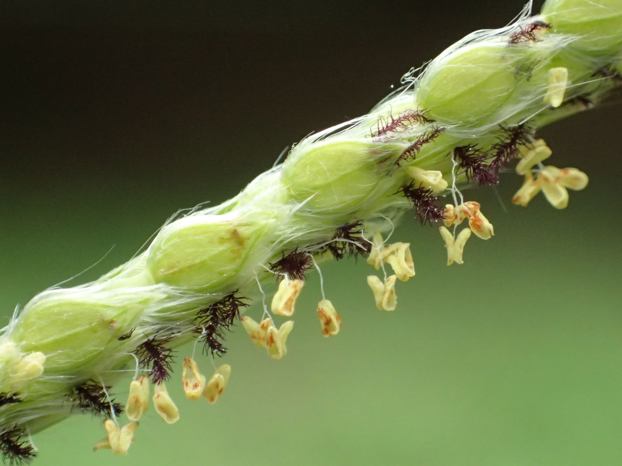 Paspalum urvillei