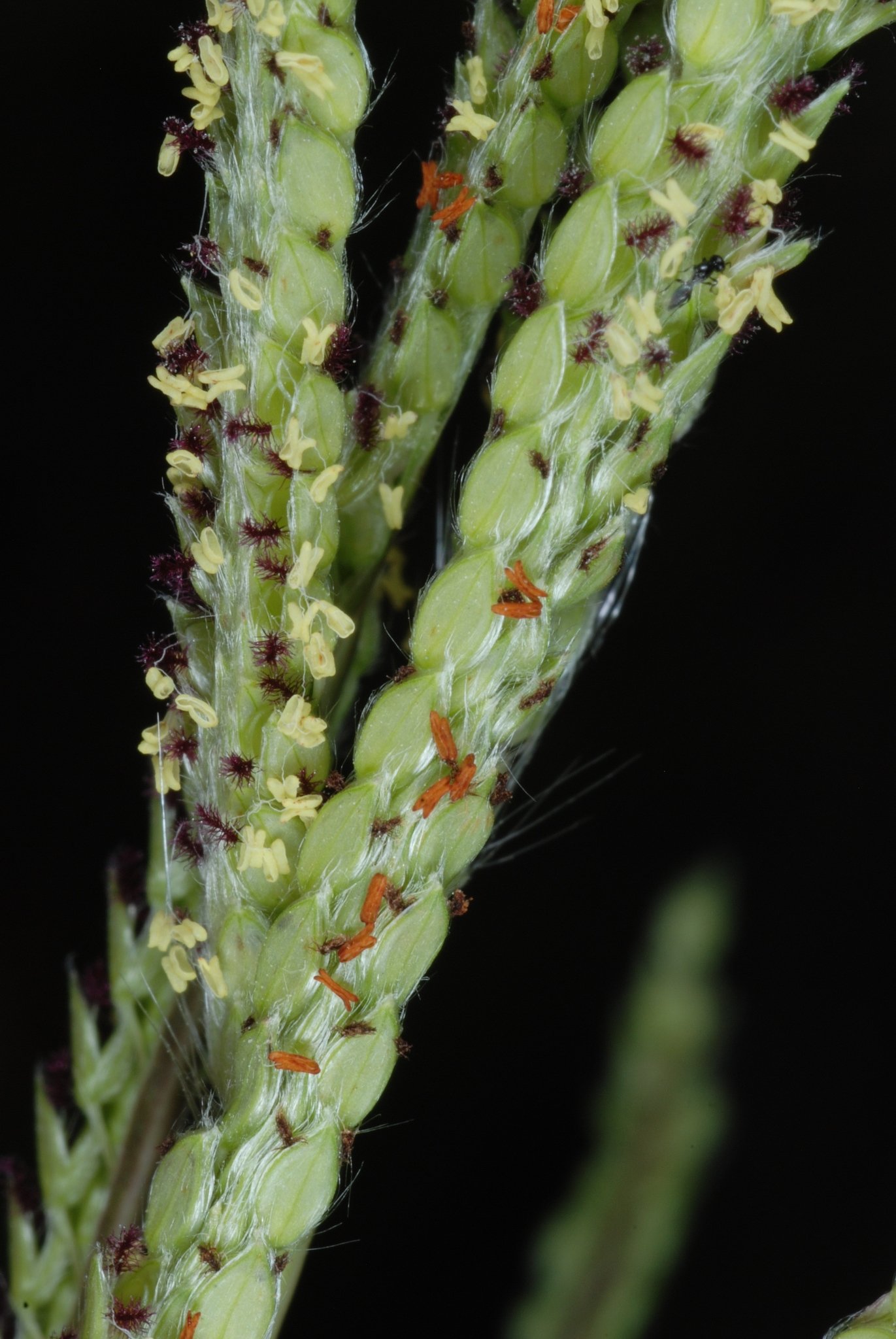 Paspalum urvillei