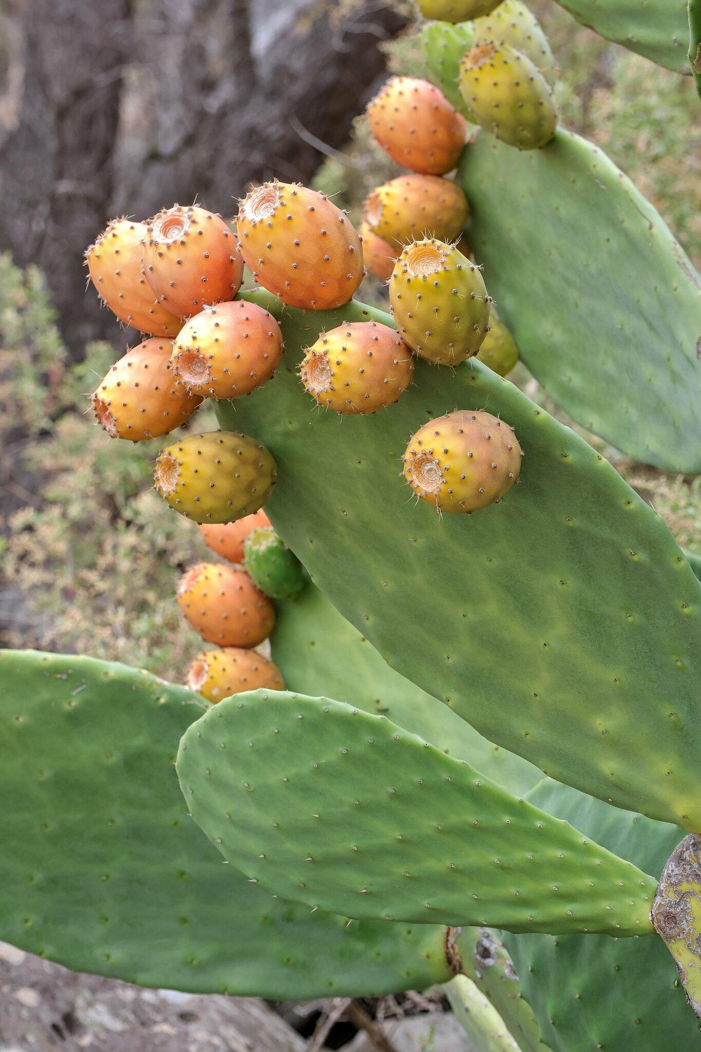 Opuntia ficus-indica