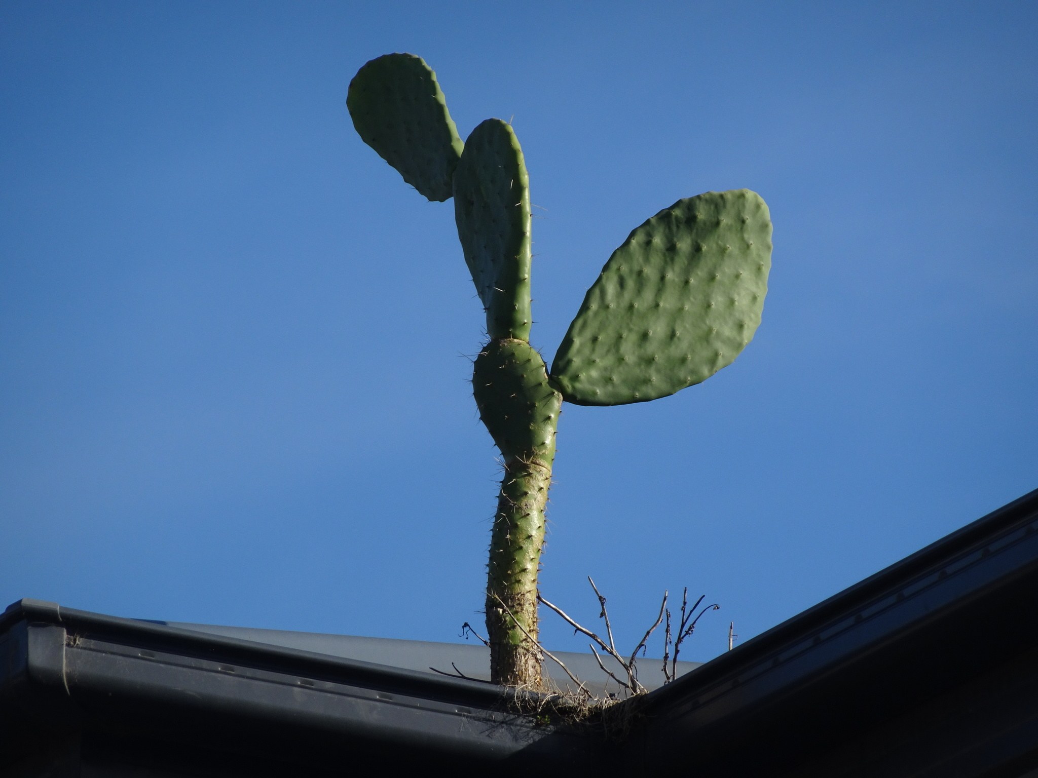 Opuntia ficus-indica