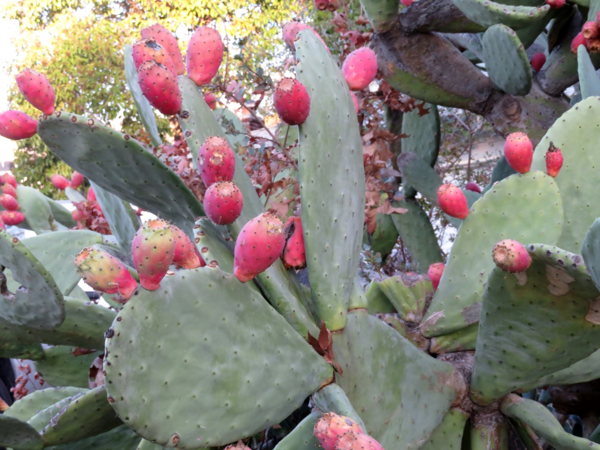 Opuntia ficus-indica