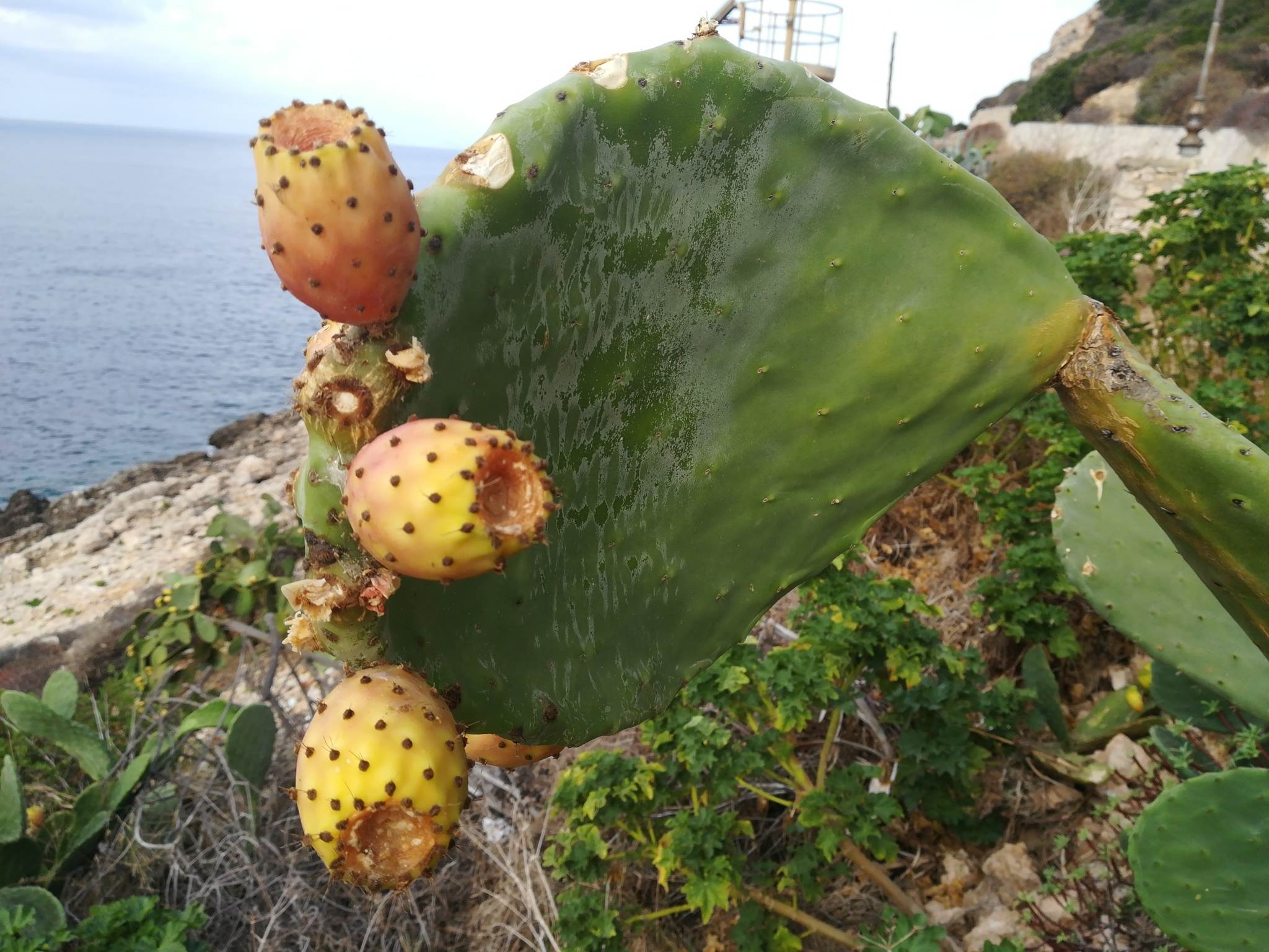 Opuntia ficus-indica