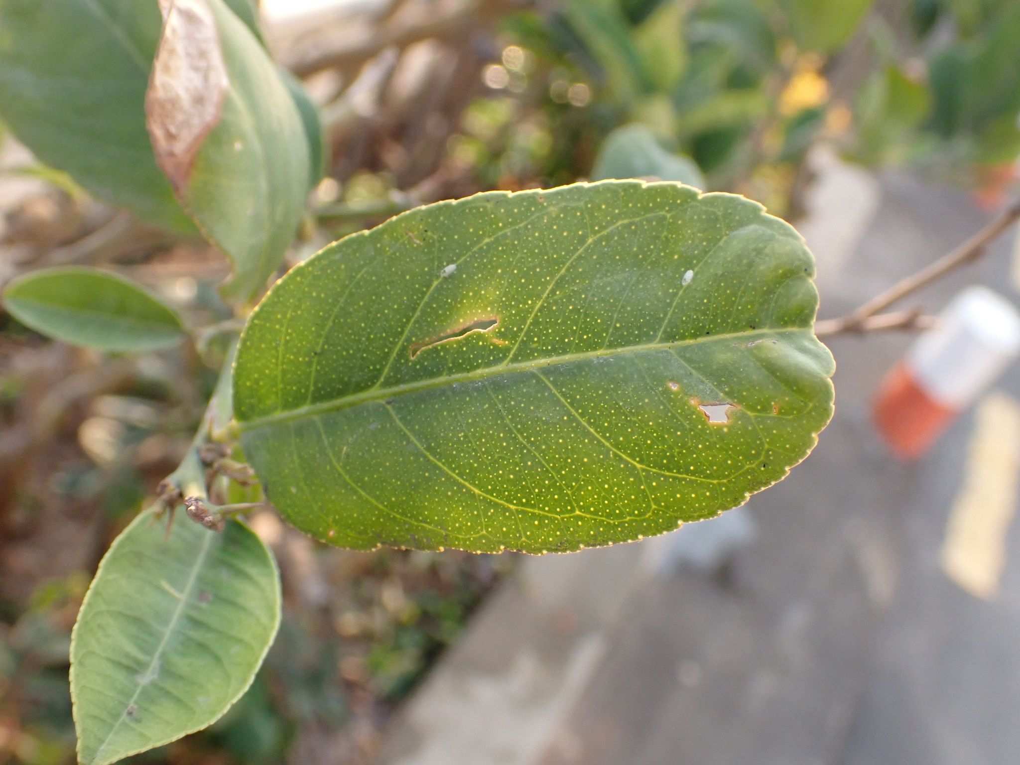 Bemisia giffardi