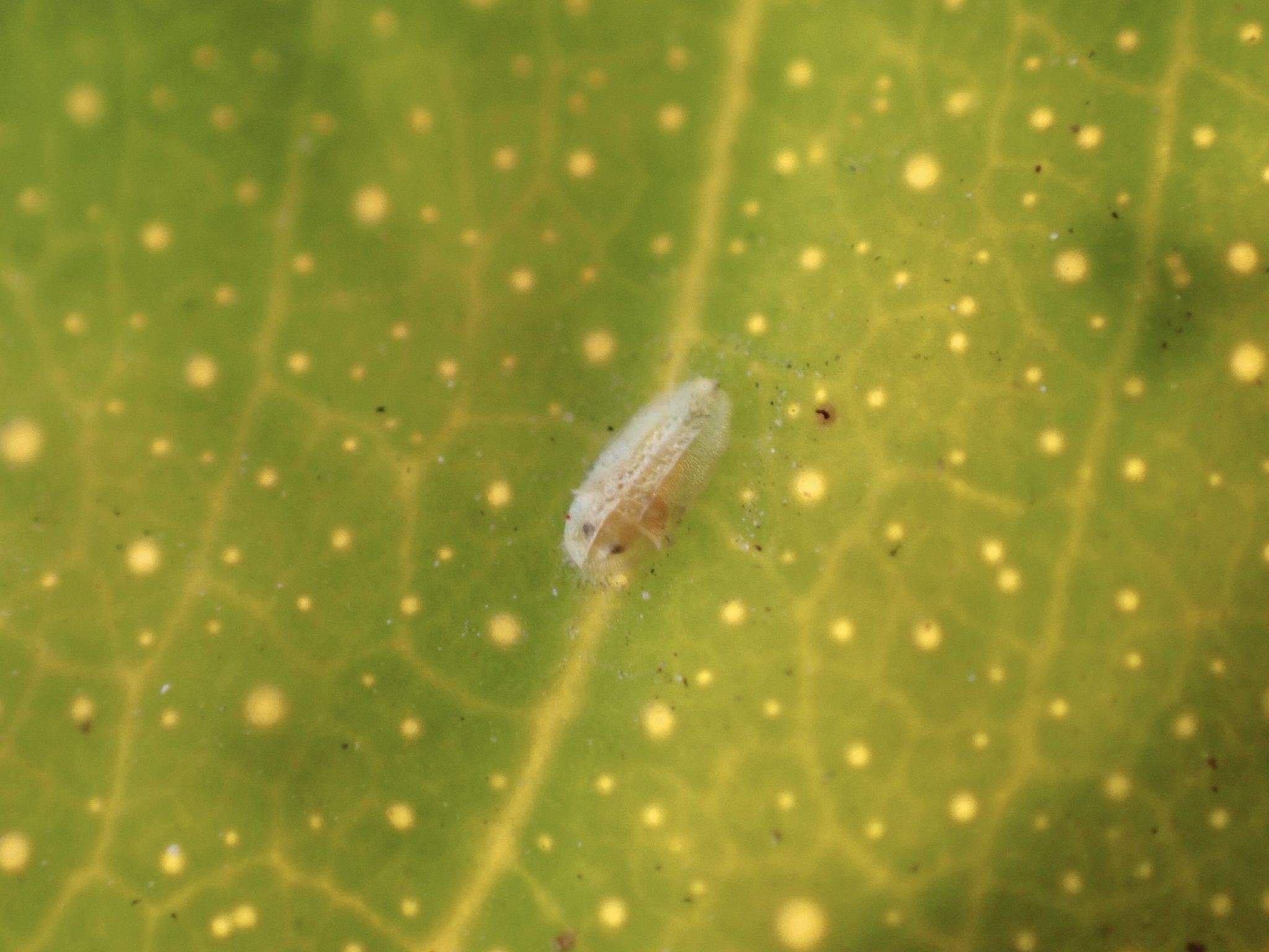 Bemisia giffardi