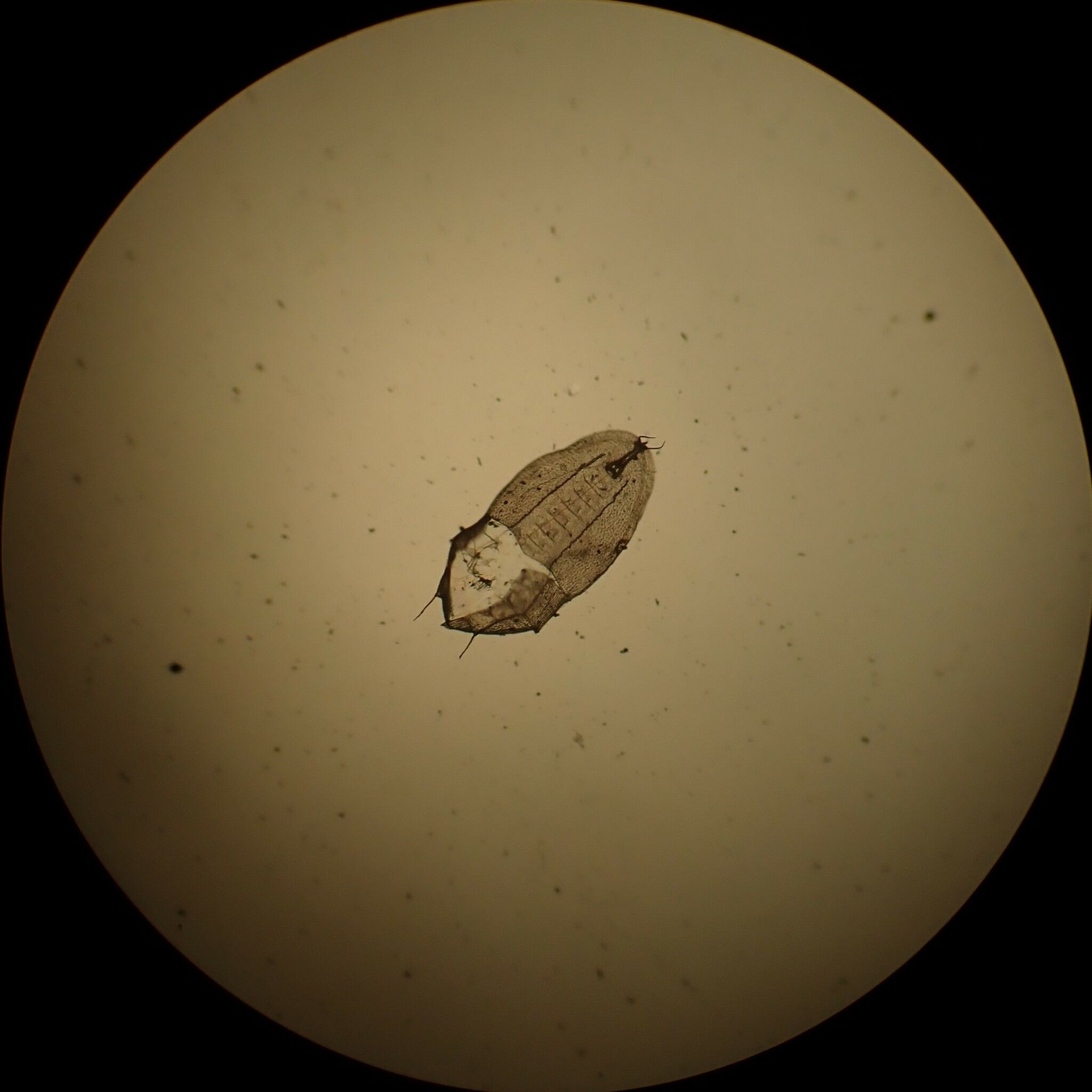 Bemisia giffardi