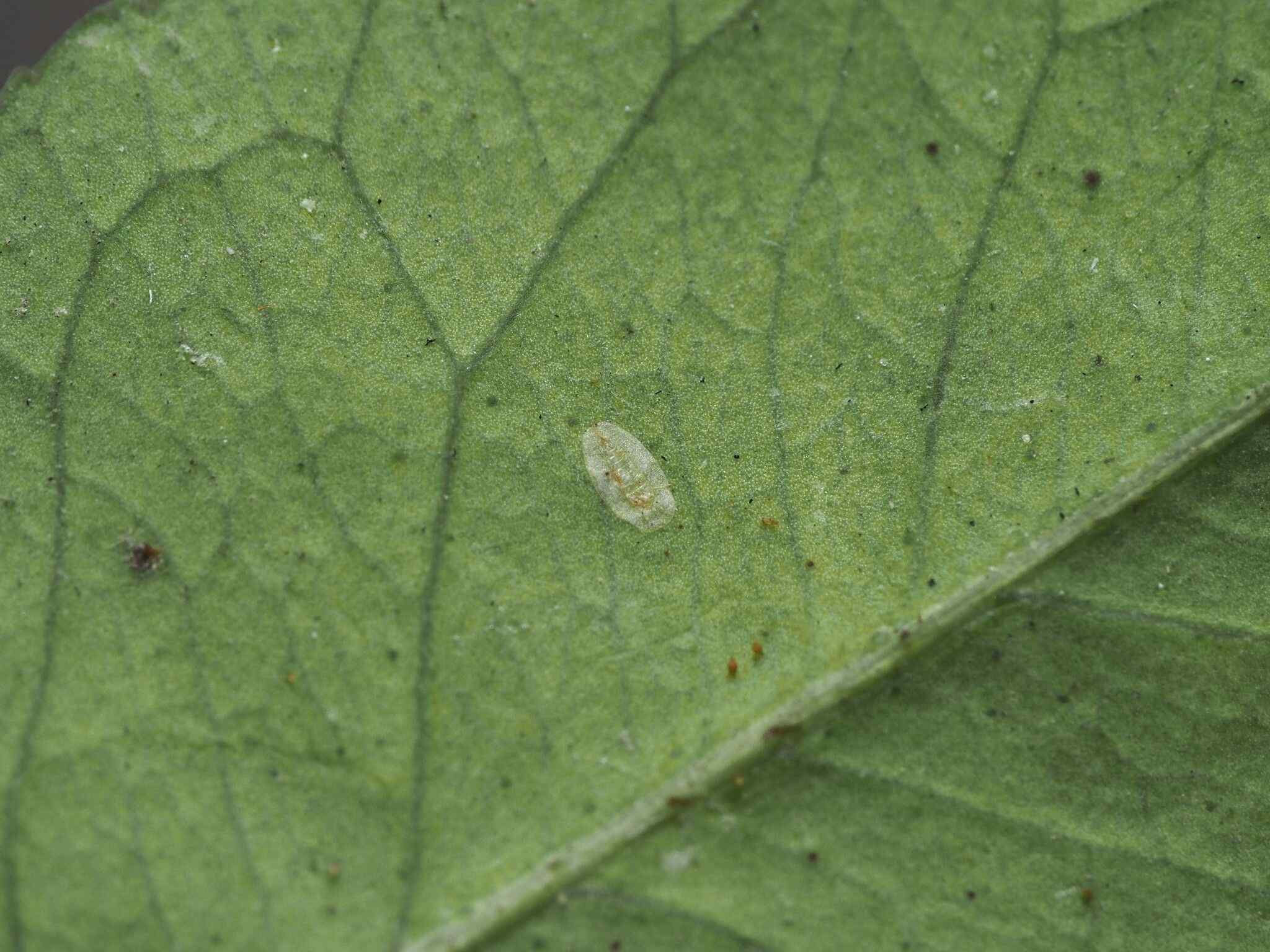 Bemisia giffardi