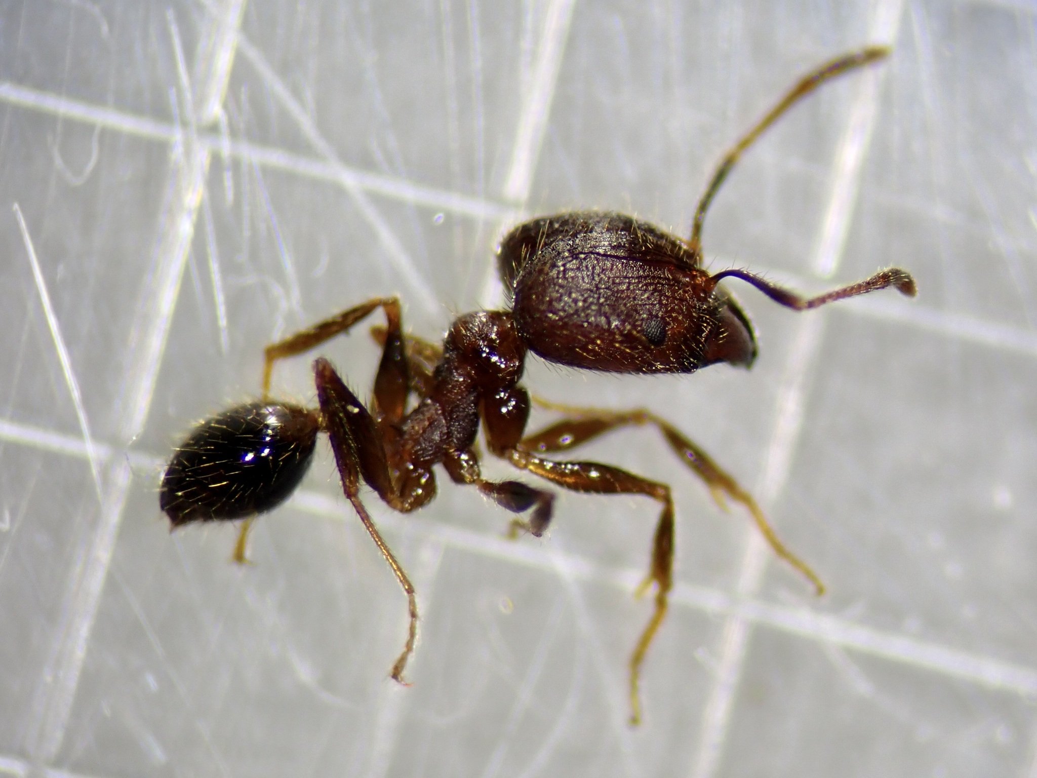 Pheidole fervens