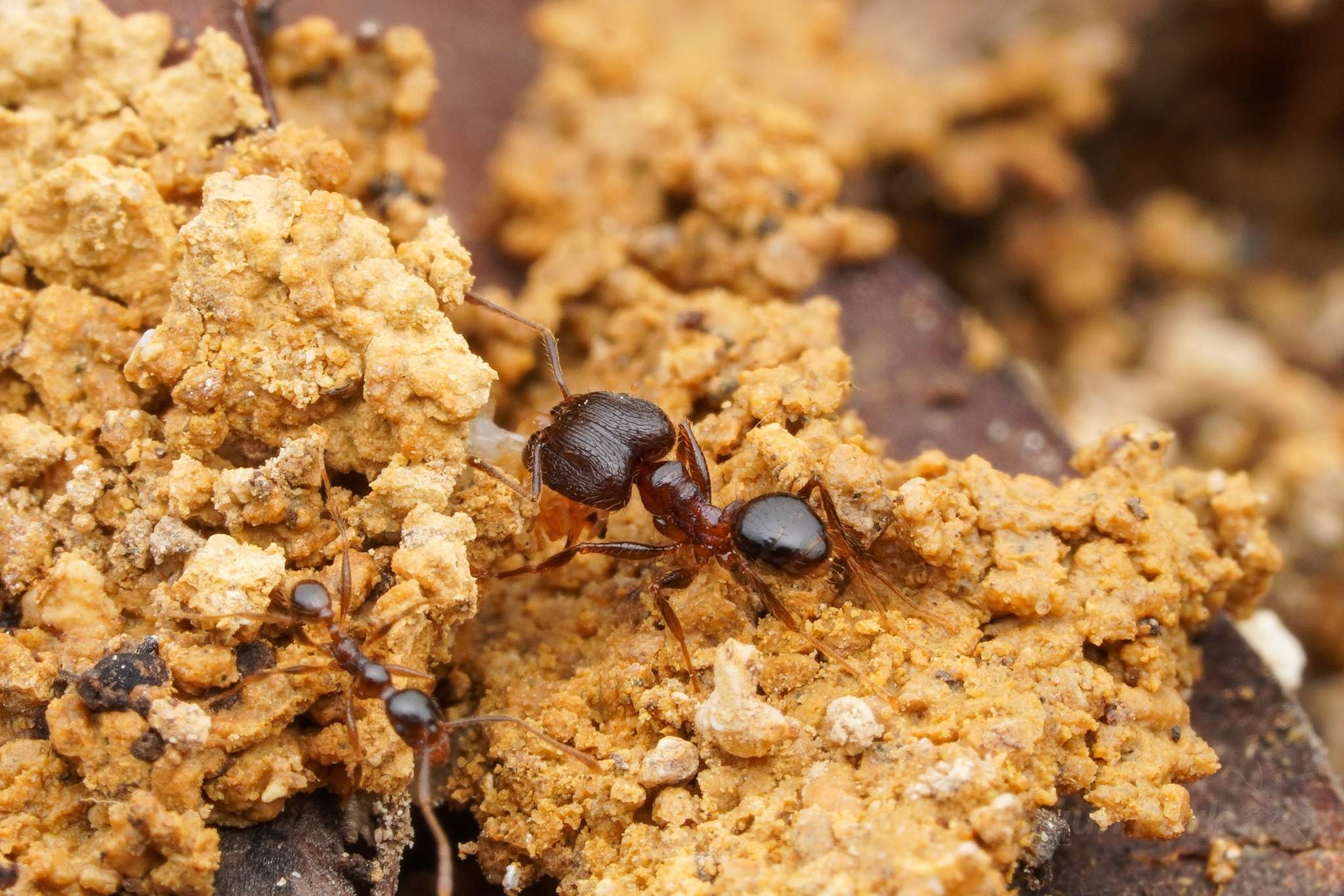 Pheidole fervens