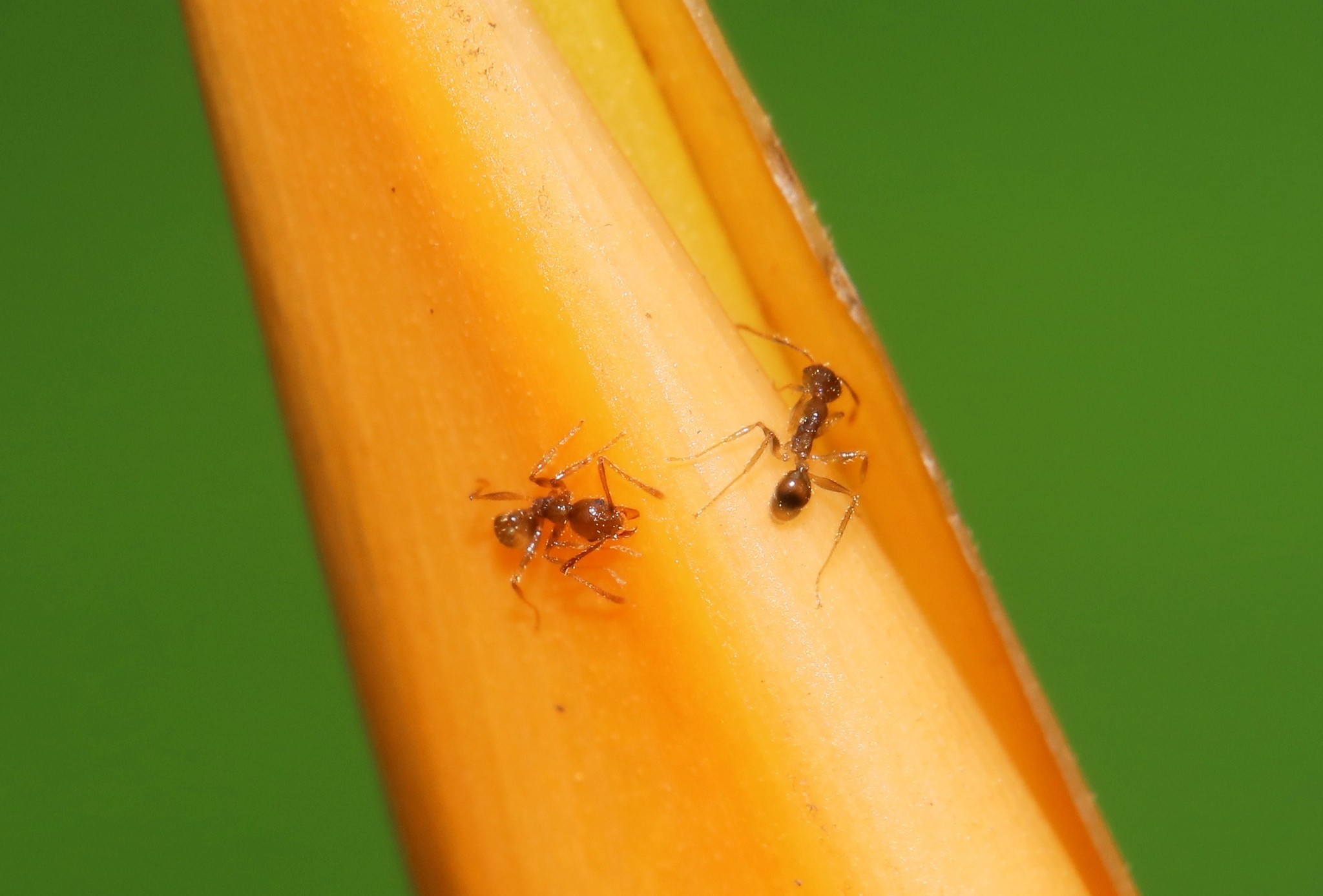Pheidole fervens