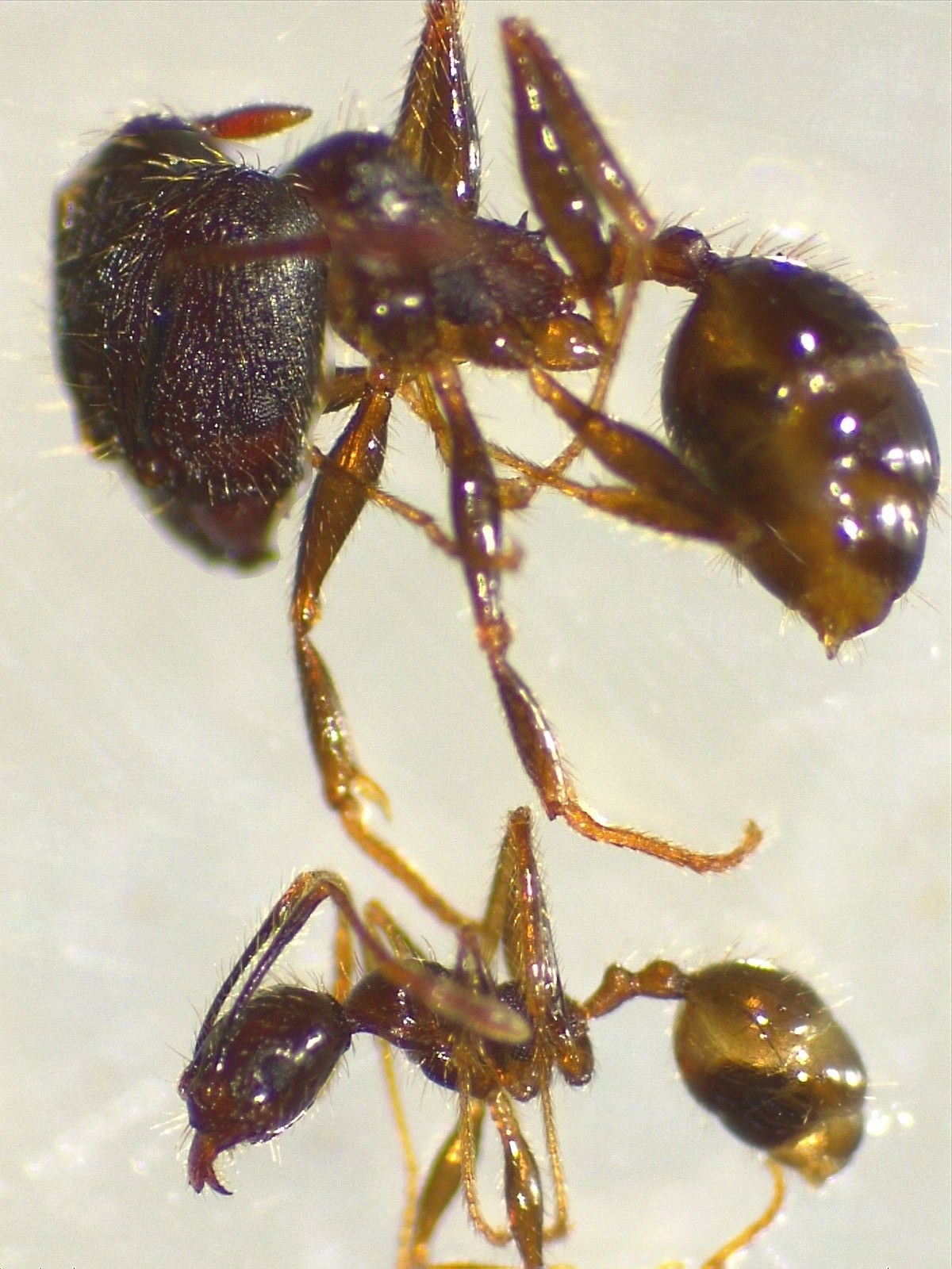 Pheidole fervens