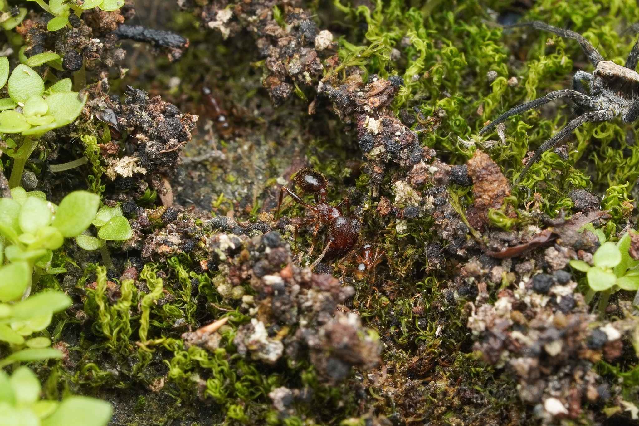 Pheidole fervens