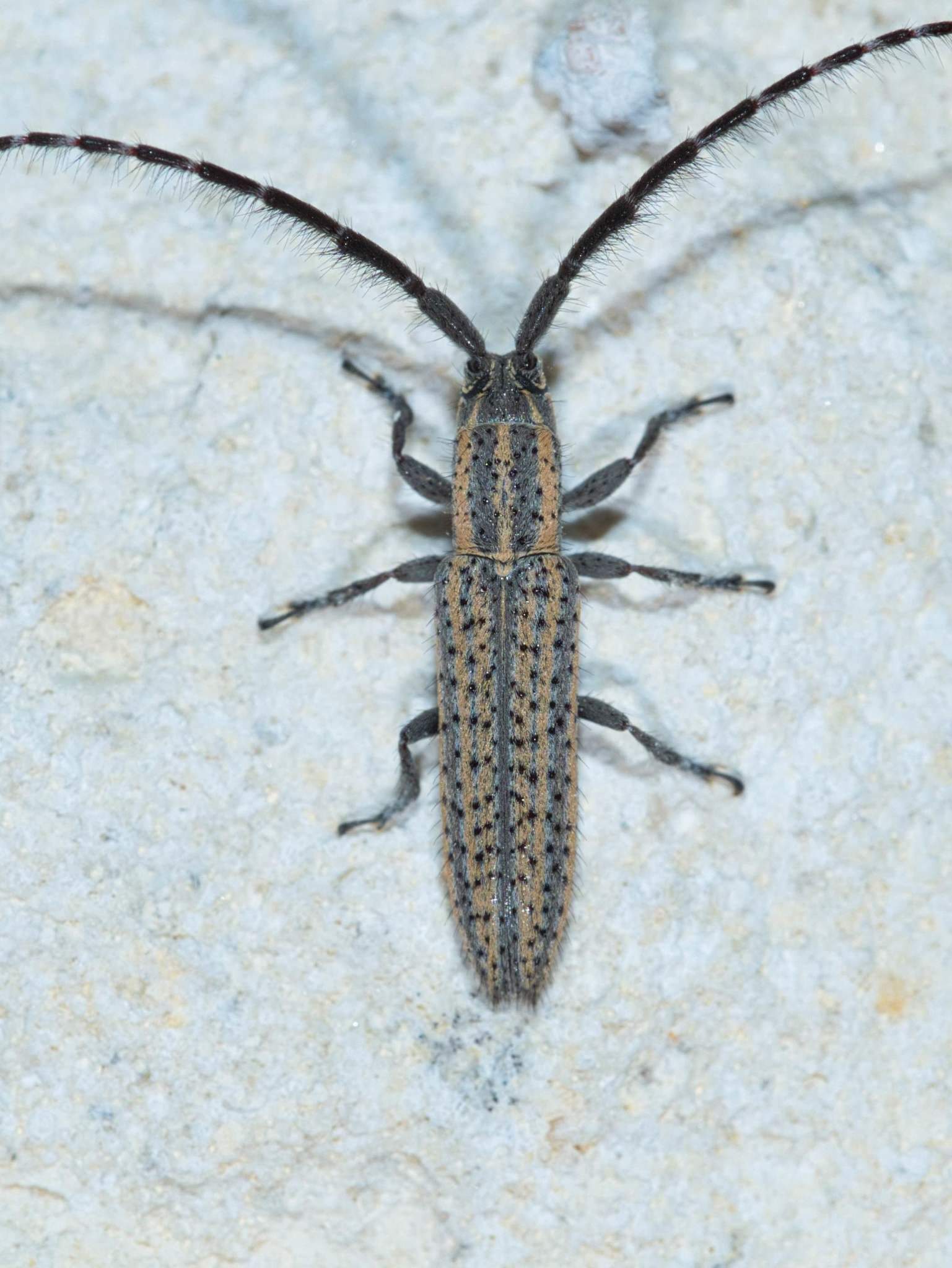 Dorcasta