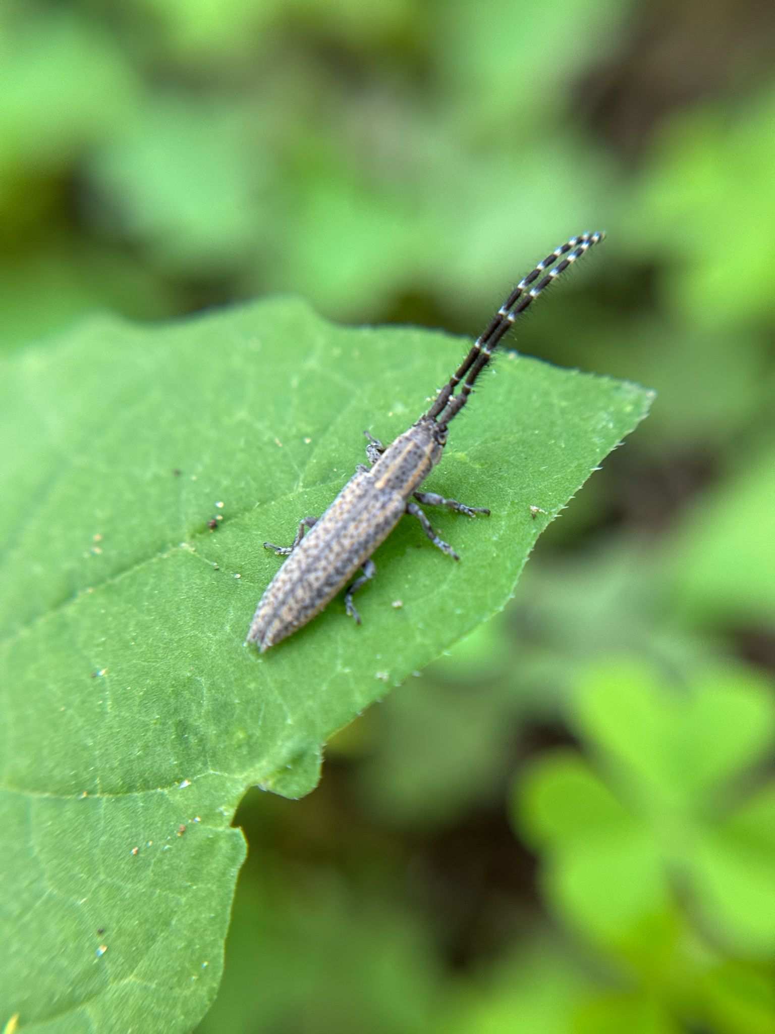 Dorcasta