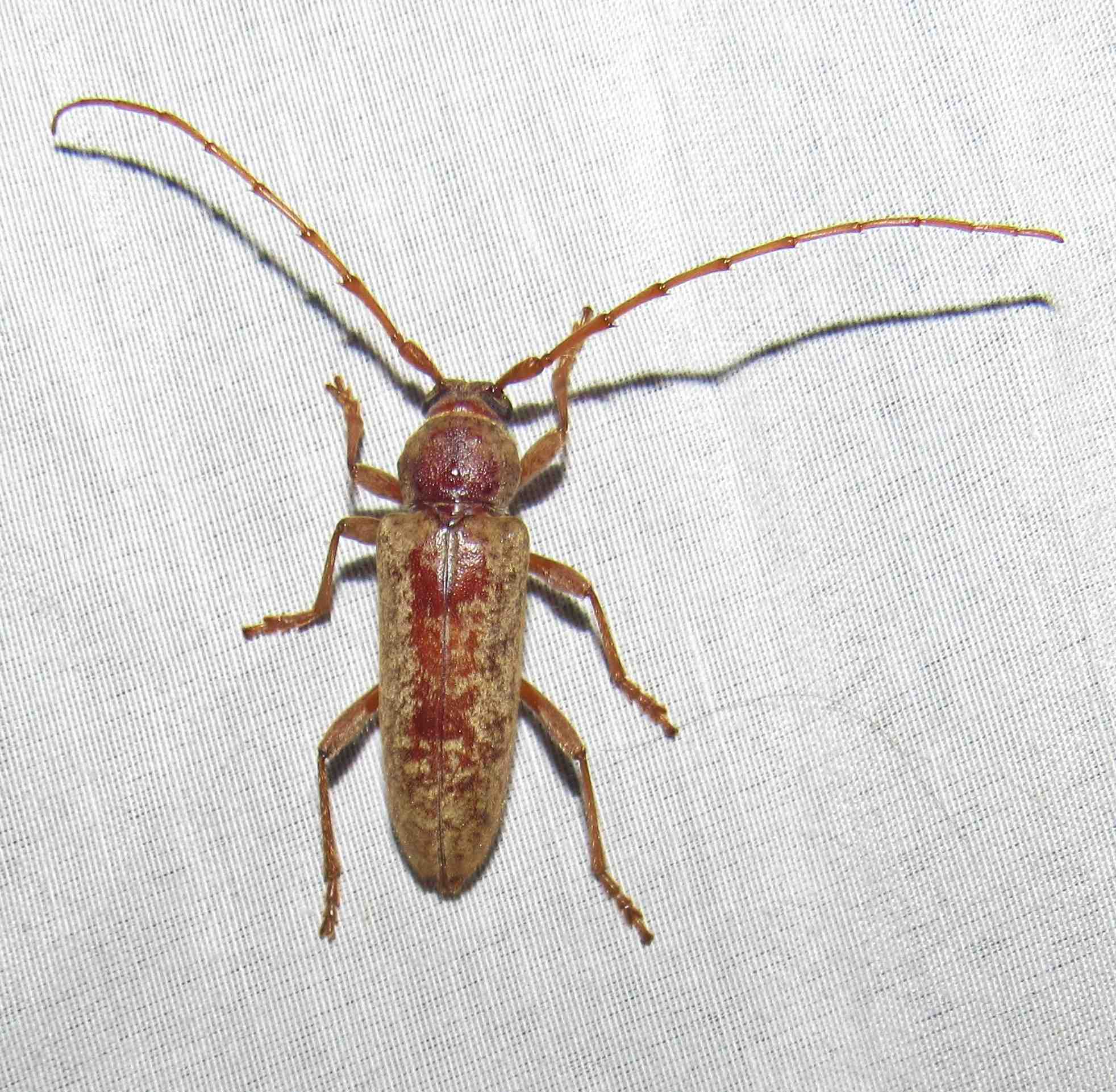 Enaphalodes rufulus