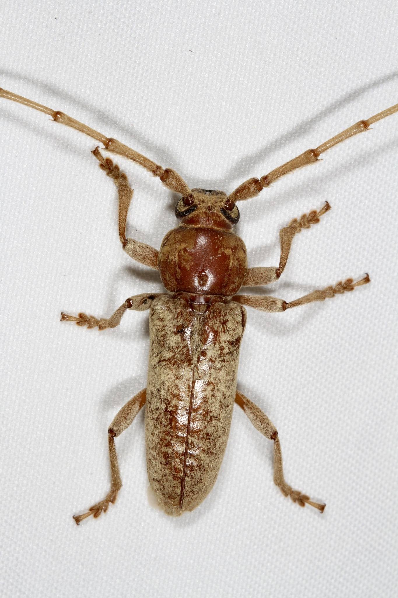 Enaphalodes rufulus