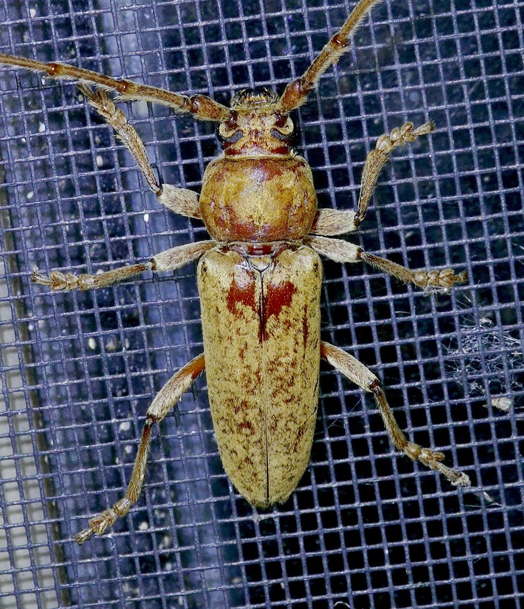 Enaphalodes rufulus