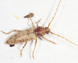 Enaphalodes rufulus