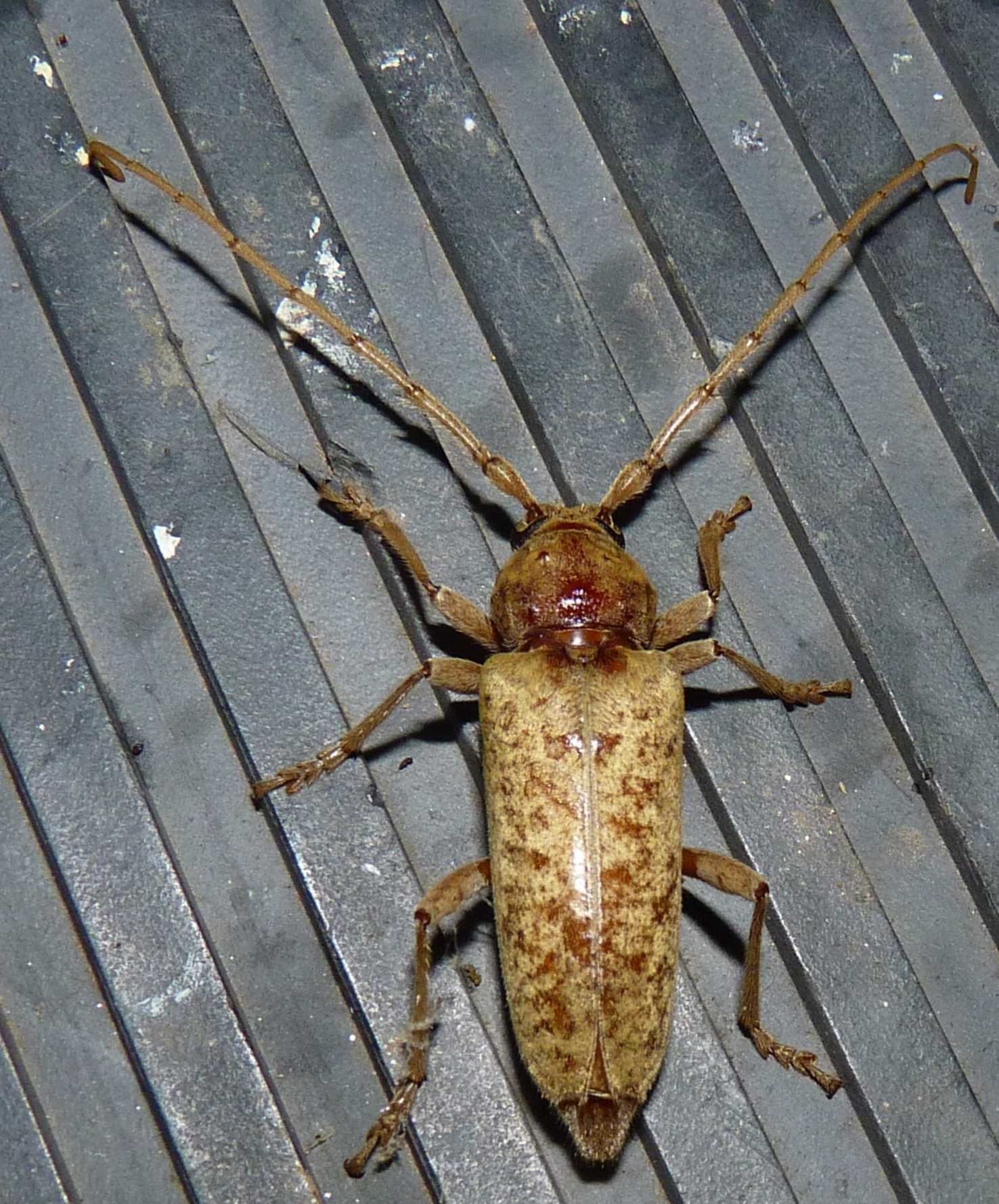 Enaphalodes rufulus