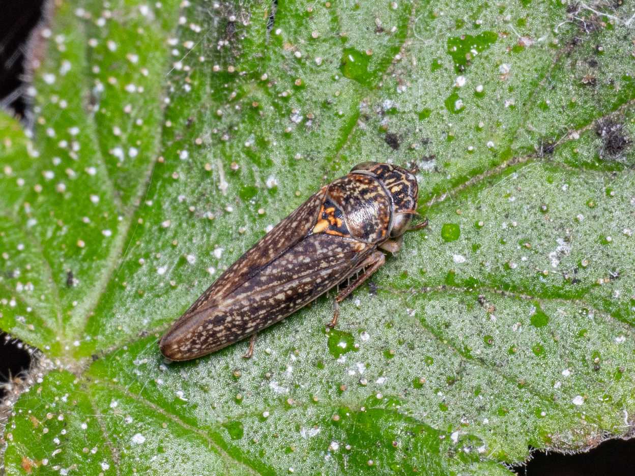 Graphocephala confluens