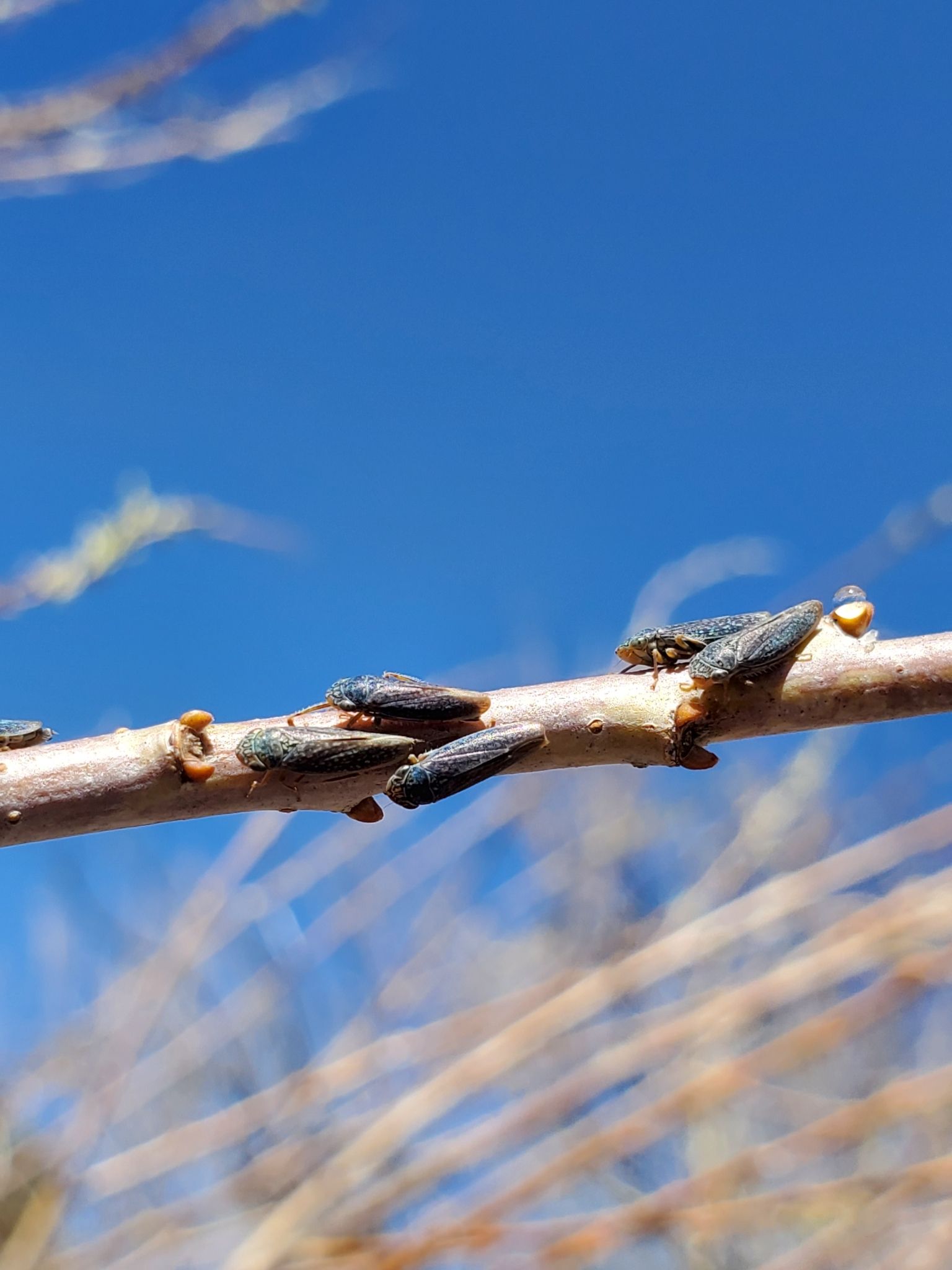 Graphocephala confluens