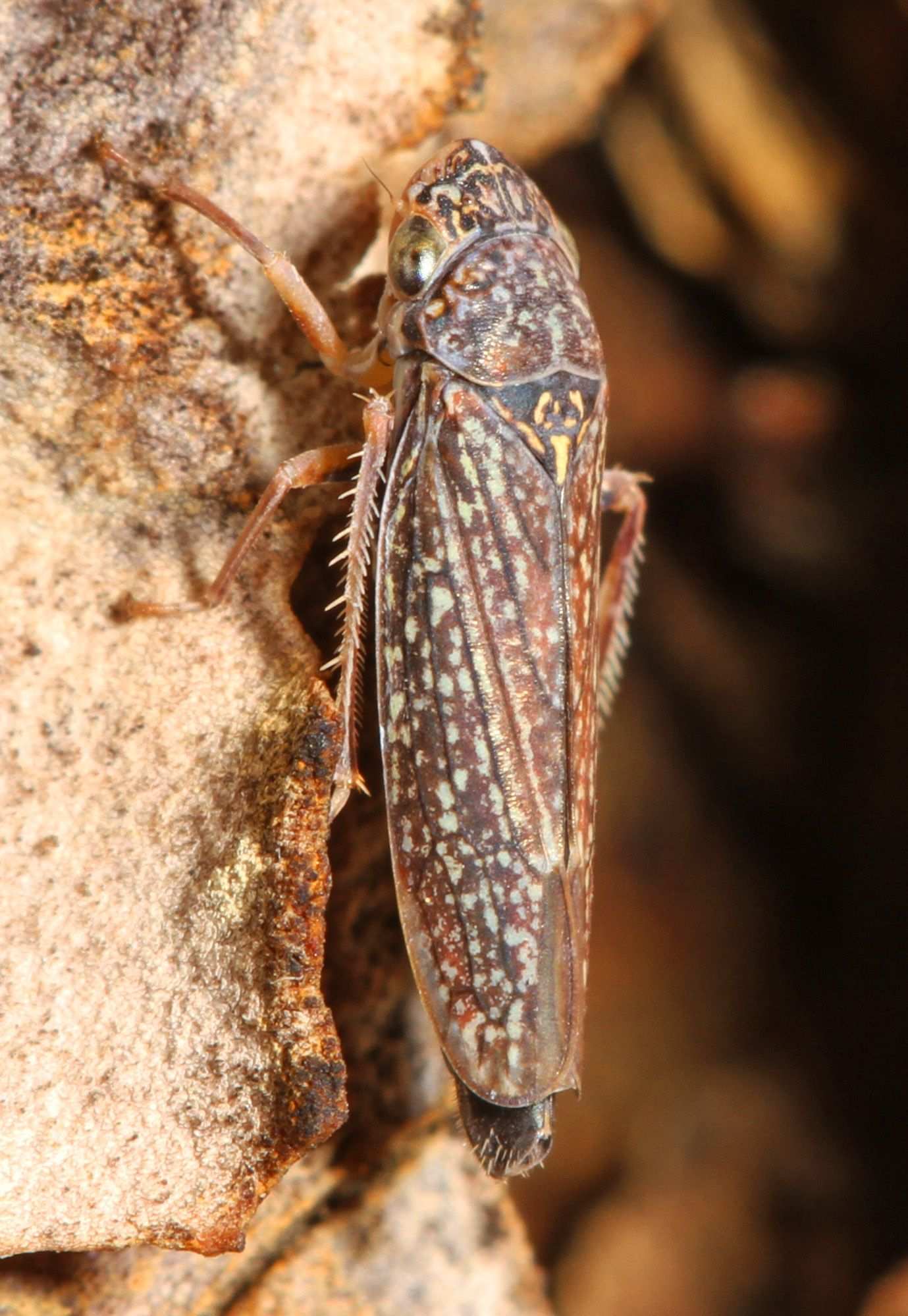 Graphocephala confluens