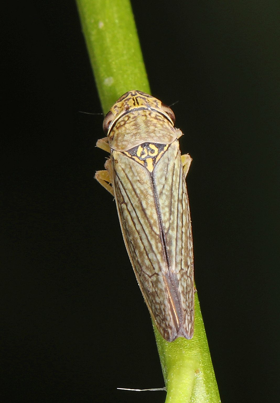 Graphocephala confluens