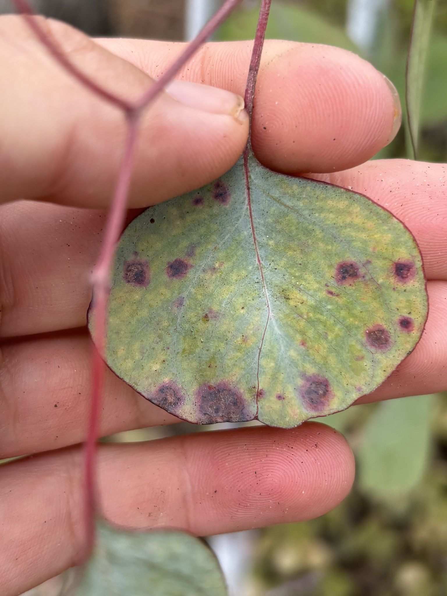 Teratosphaeria eucalypti