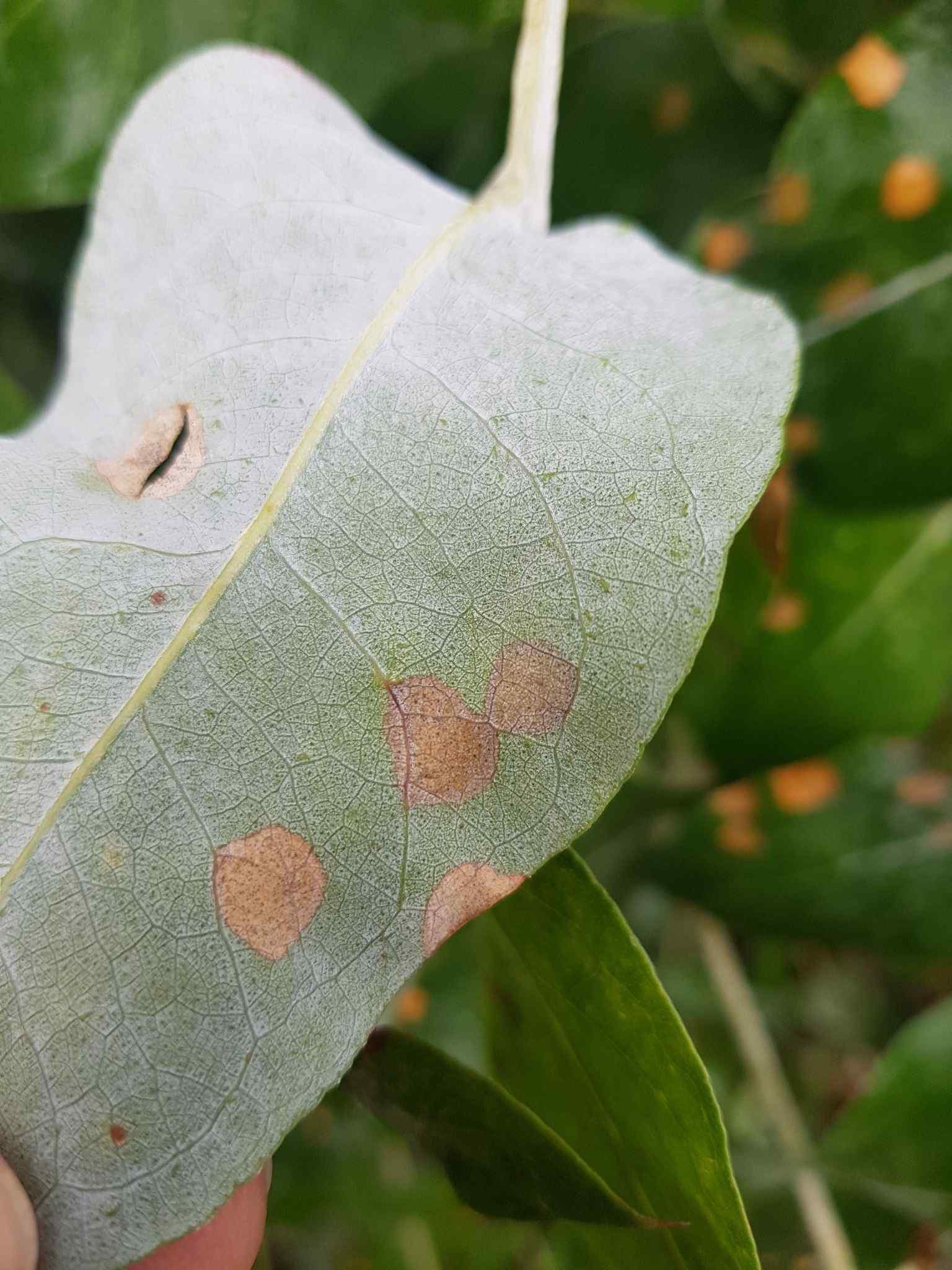 Teratosphaeria eucalypti