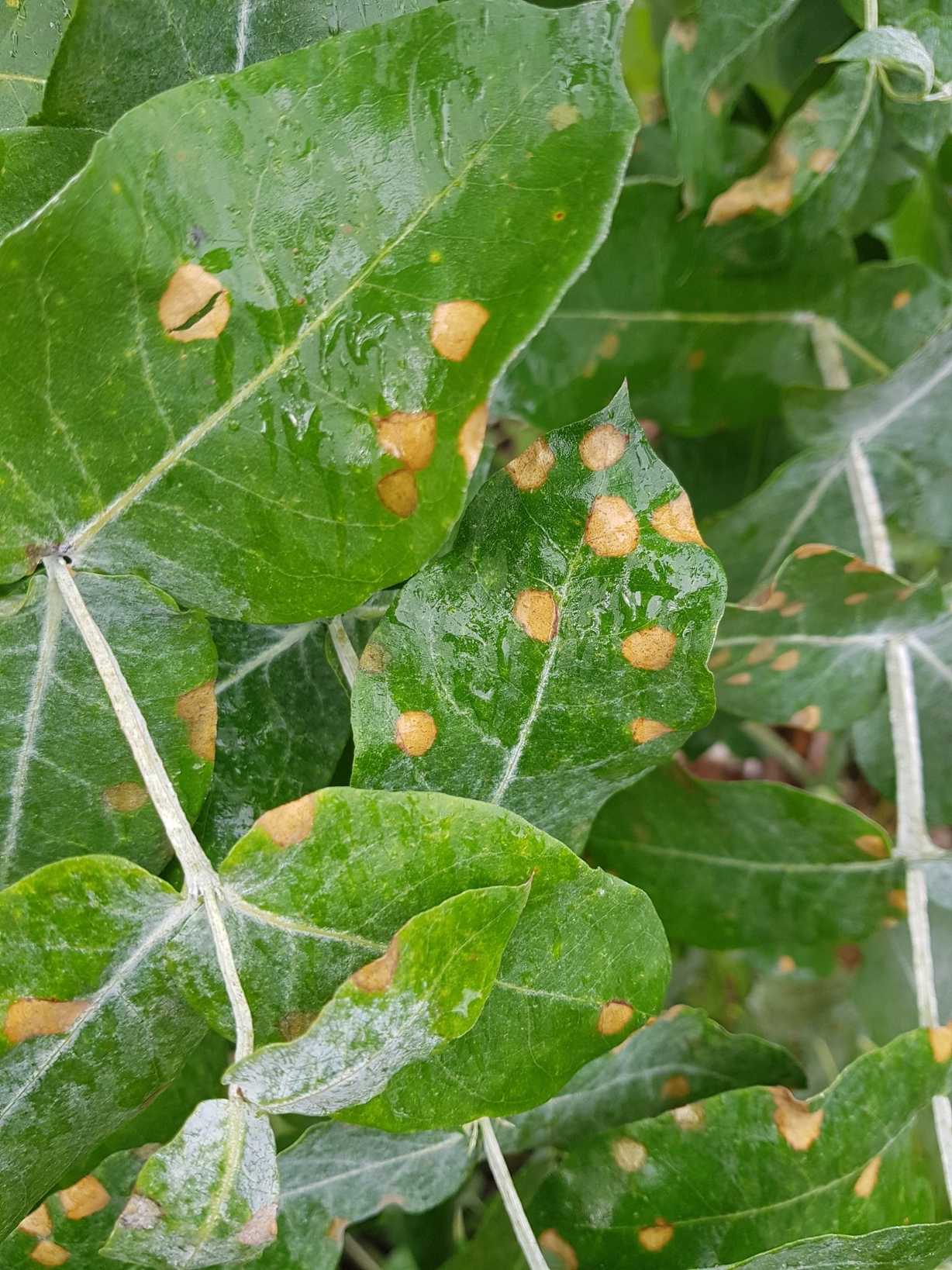 Teratosphaeria eucalypti