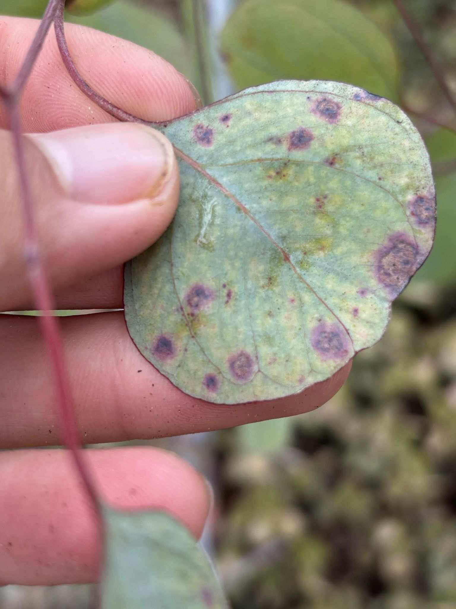 Teratosphaeria eucalypti
