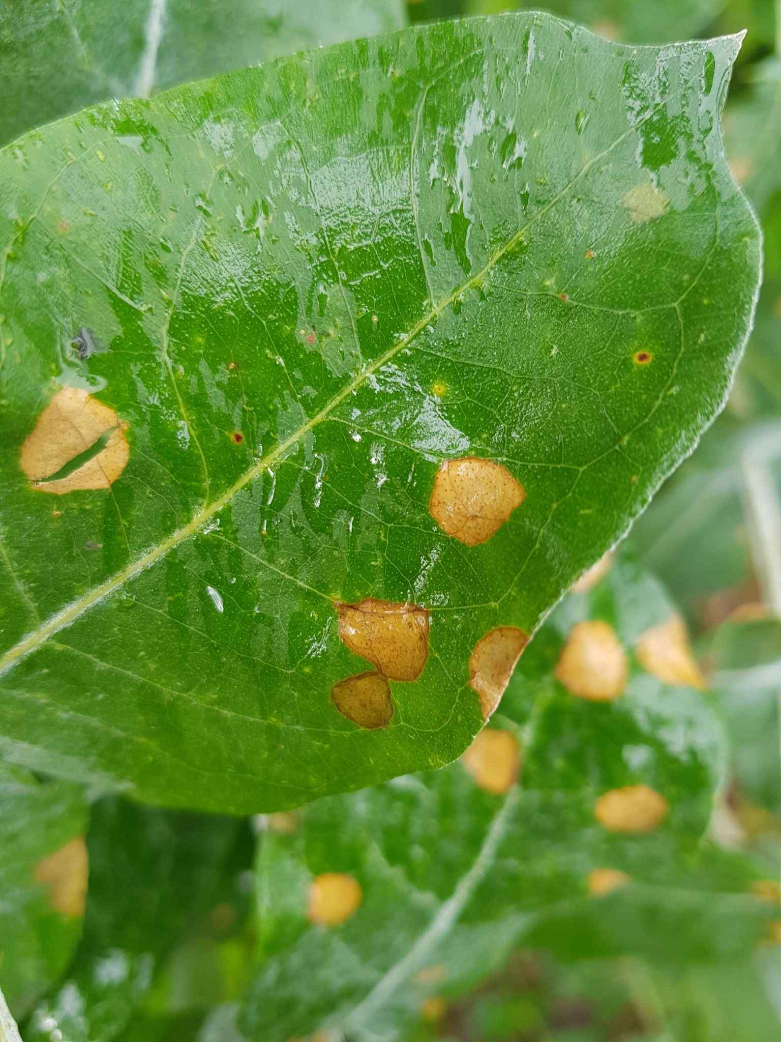 Teratosphaeria eucalypti