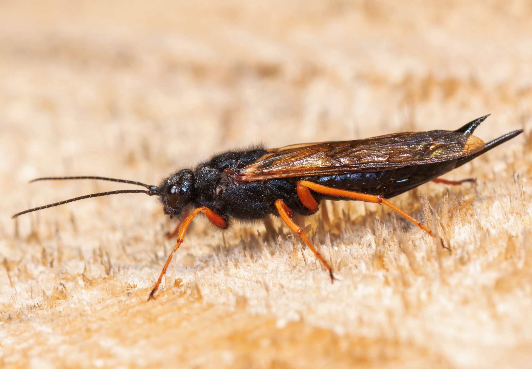 Sirex noctilio
