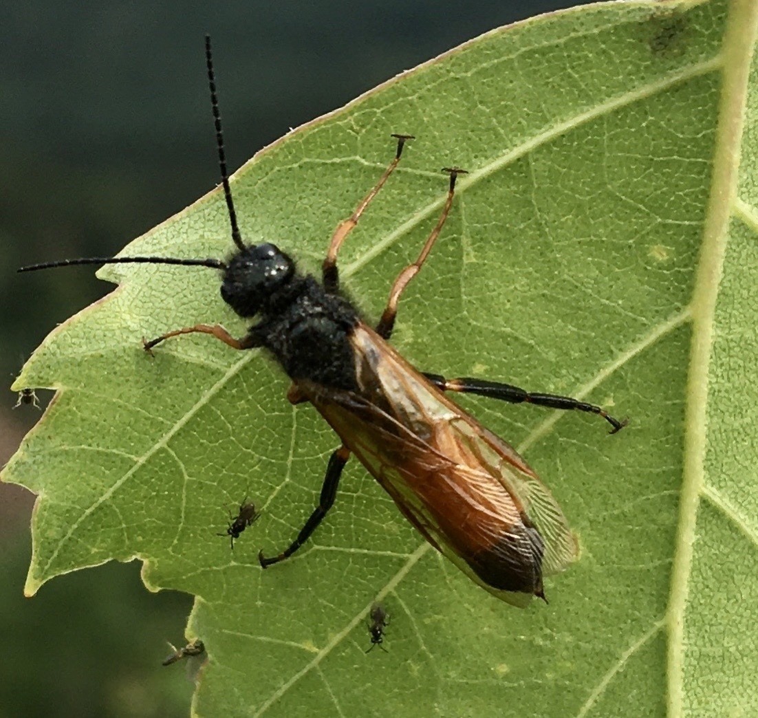 Sirex noctilio