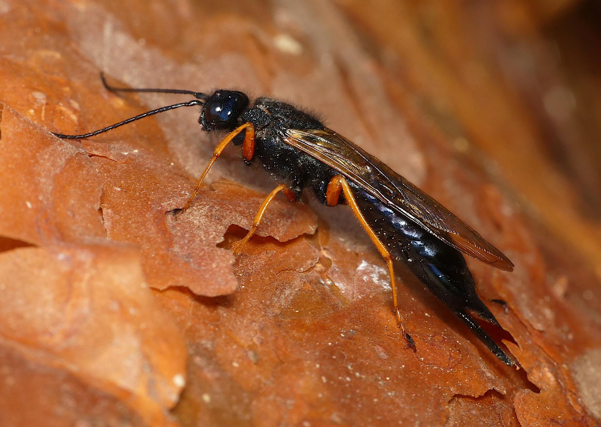 Sirex noctilio