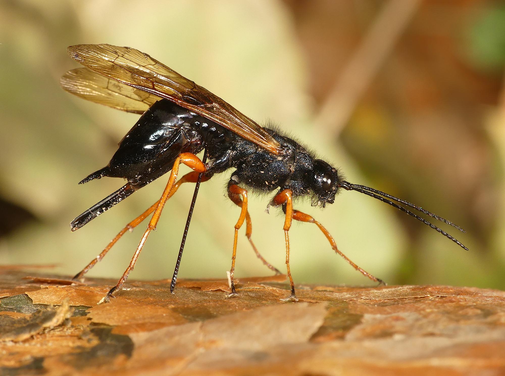 Sirex noctilio