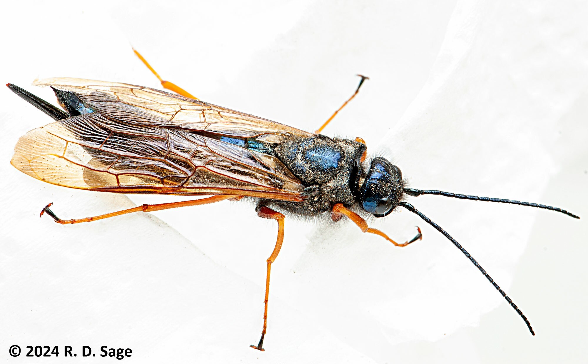 Sirex noctilio