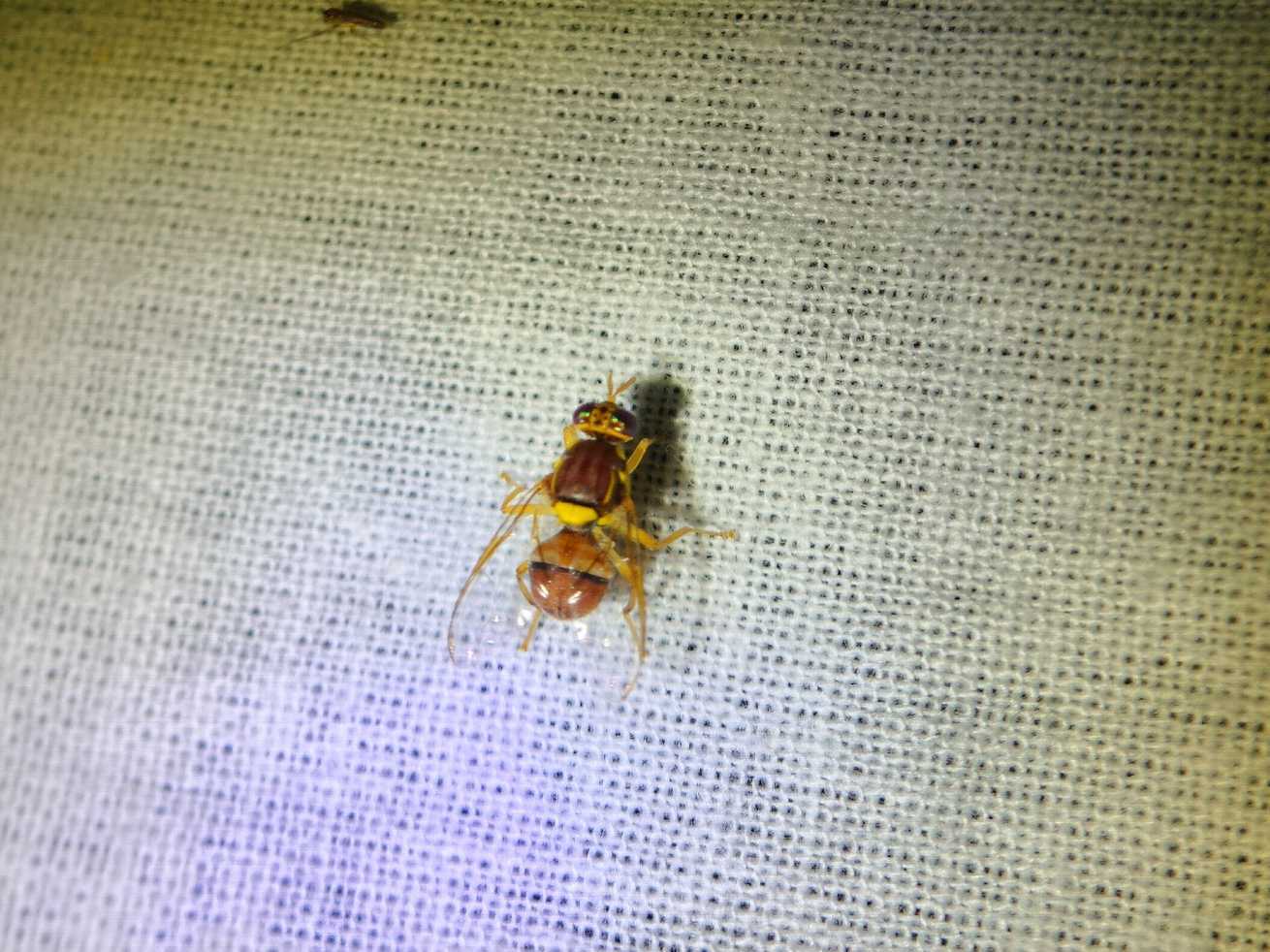 Bactrocera zonata