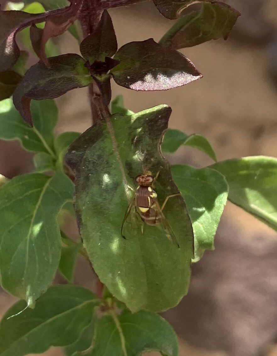 Bactrocera zonata