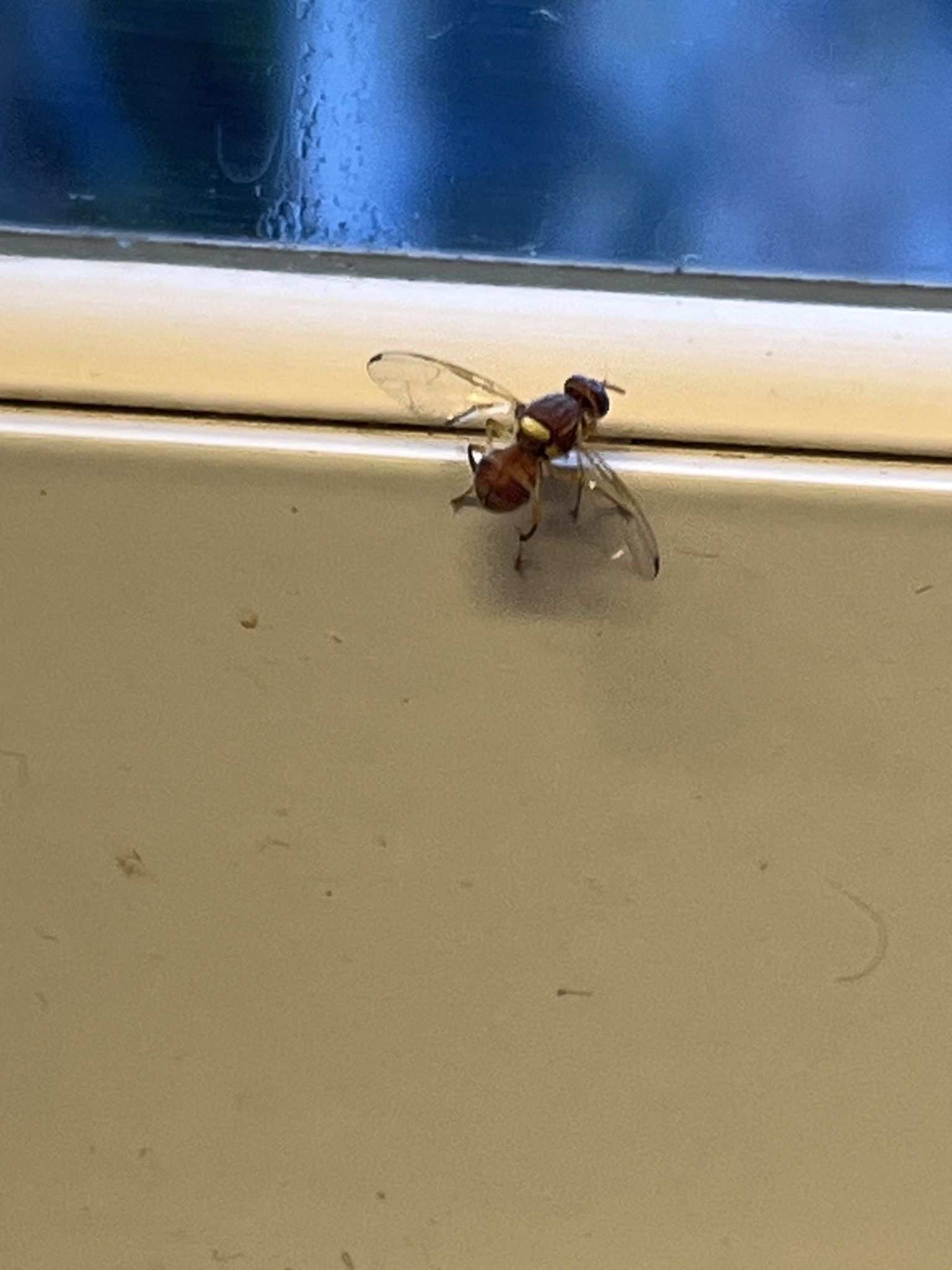 Bactrocera zonata