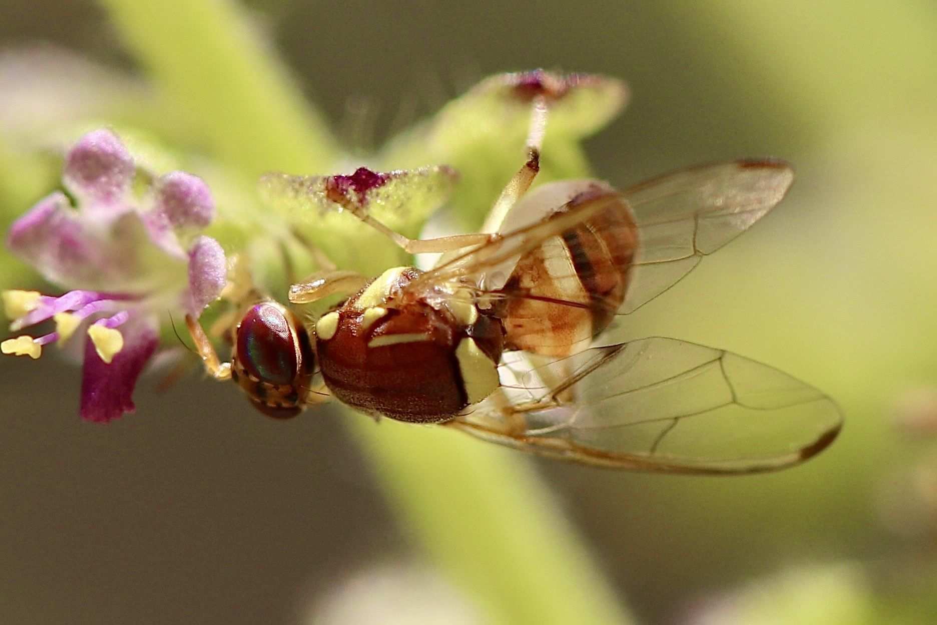 Bactrocera zonata