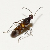 Sericophanes