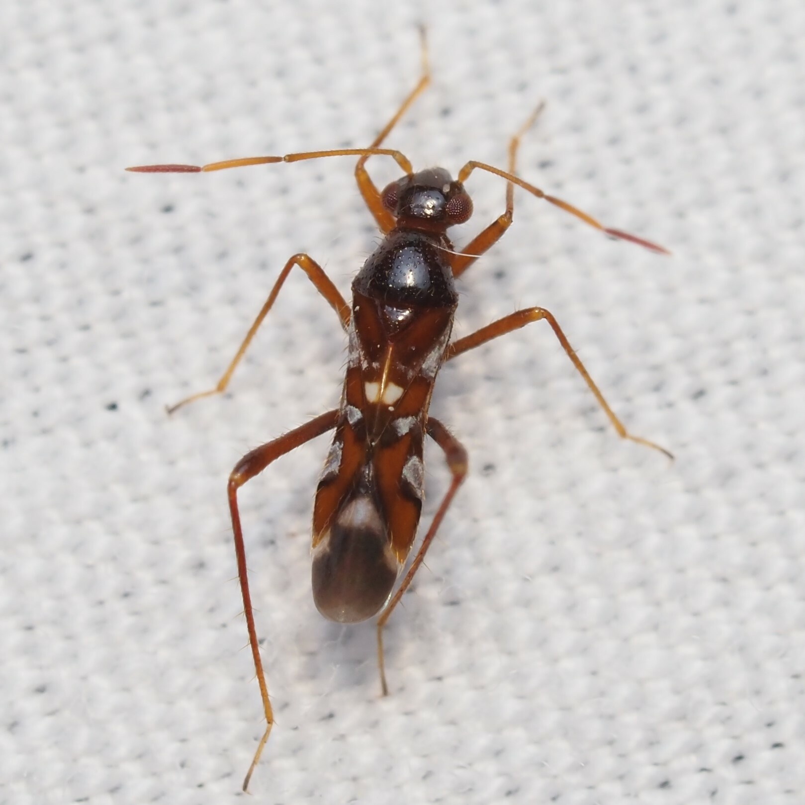 Sericophanes