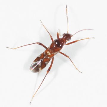 Sericophanes