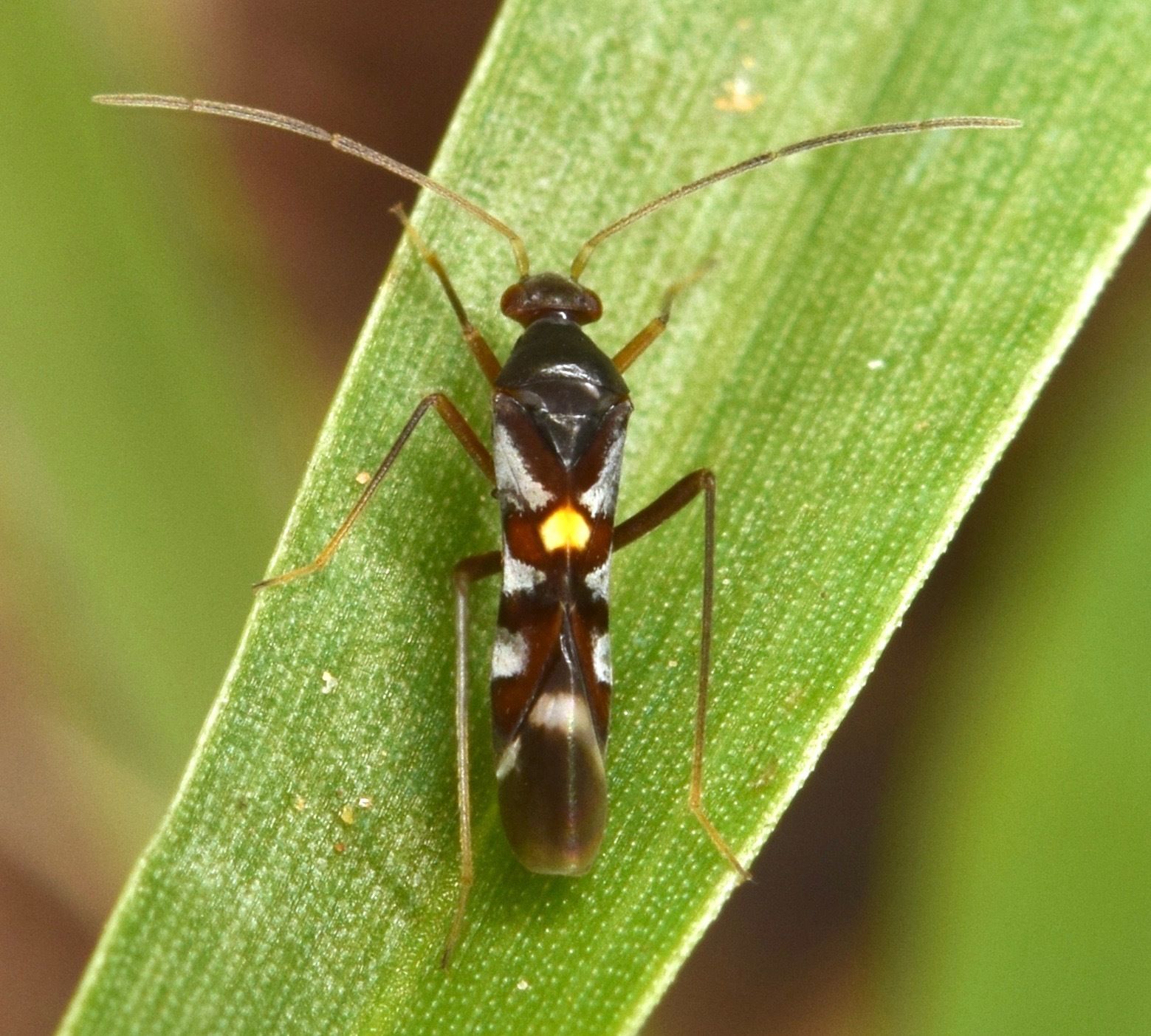 Sericophanes