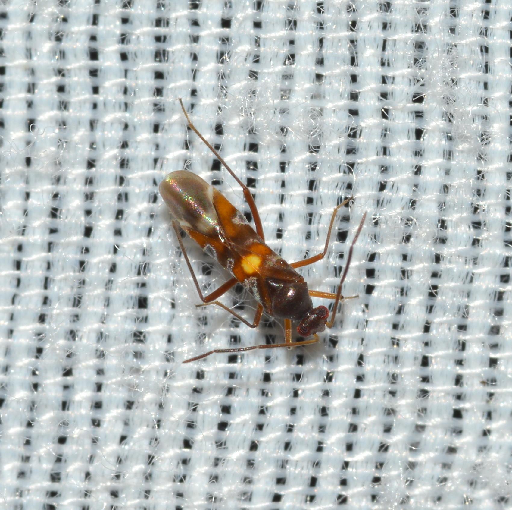 Sericophanes