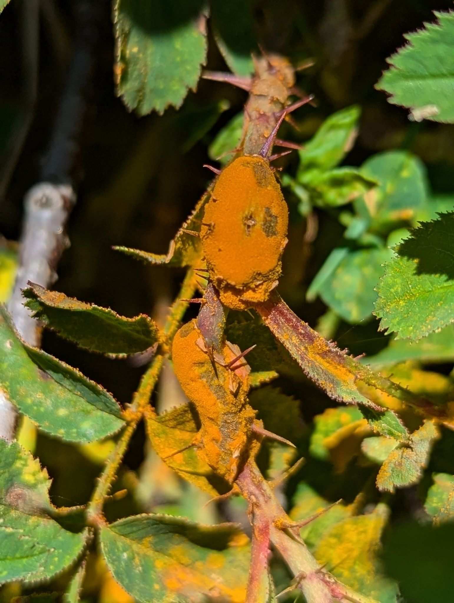 Phragmidium fusiforme