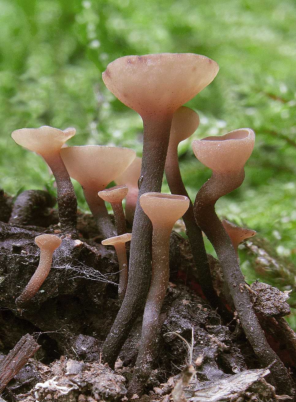 Ciboria batschiana
